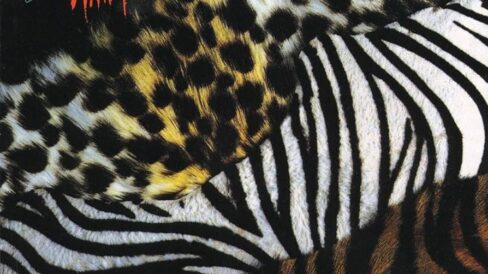 animalize kiss