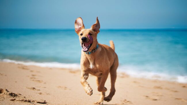 iStock-1327737045