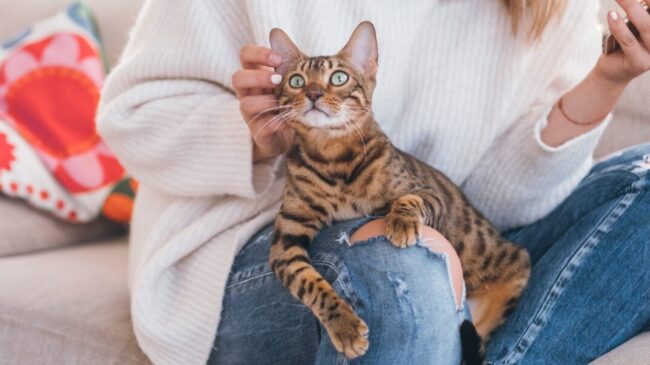 eco article batch 95 catdementia