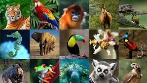 images