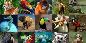 images