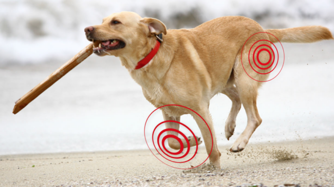Mi-perro-tiene-artrosis-que-puedo-hacer