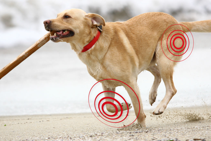 Mi-perro-tiene-artrosis-que-puedo-hacer