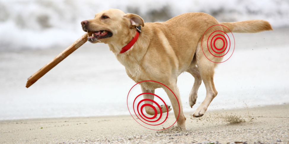 Mi-perro-tiene-artrosis-que-puedo-hacer