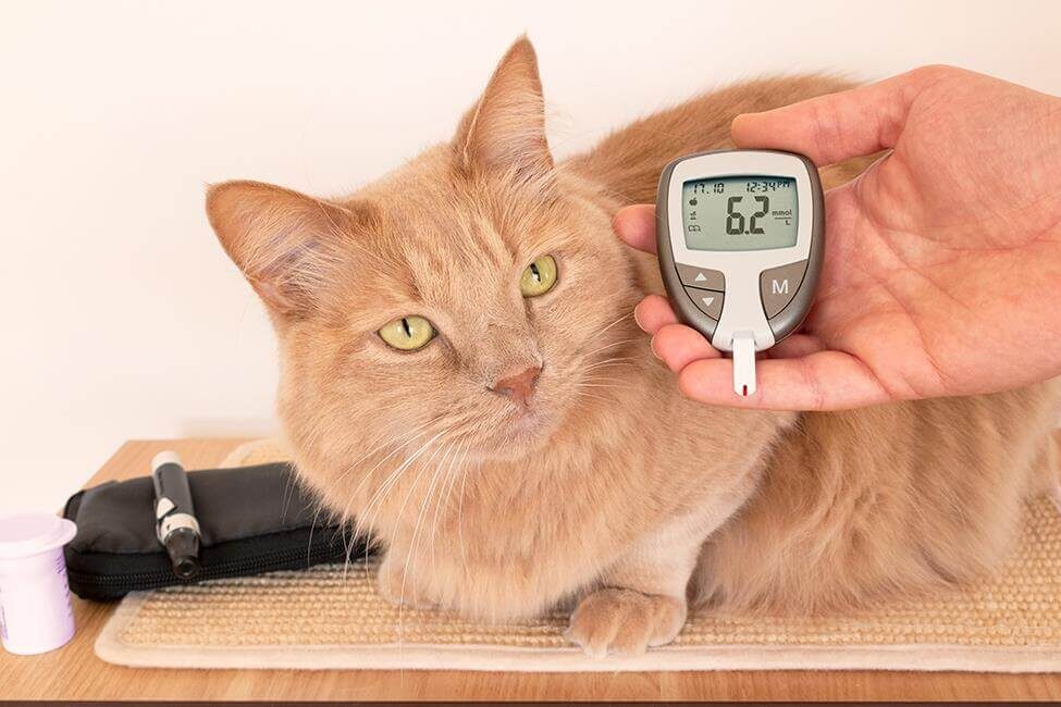 diabetes-perros-y-gatos-cuales-son-signos-alerta-970414