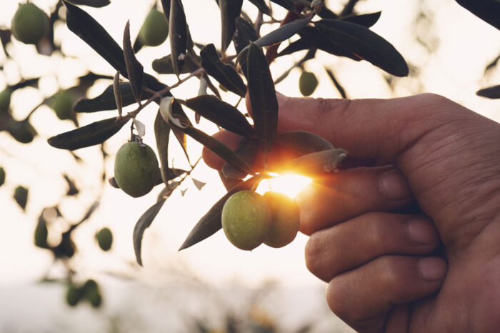 foto-web-robles-olivar-1