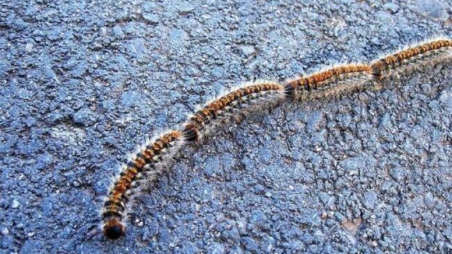 procesionaria-k9xb-u100197596701zmc-624x385xdiario-sur-750×440