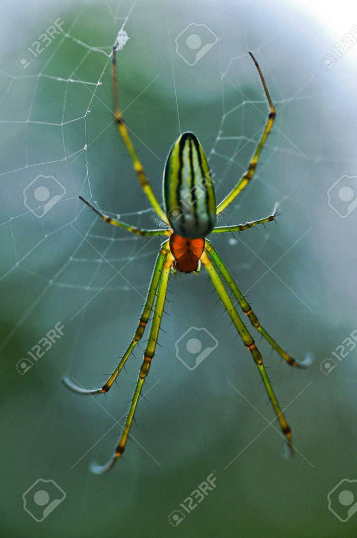 araña